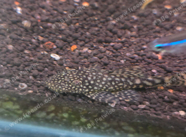 Bristlenose pleco