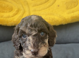F2 cockapoo puppies 2 girls 2 boys left