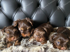 Stunning litter of Chocolate Yorkshire Terriers.