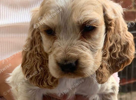 King Charles spaniel puppie