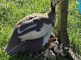 Guinea fowl mum with 13 keets for sale