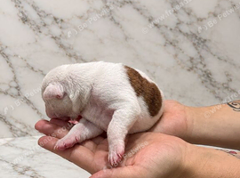 Stunning litter of bully cross