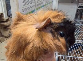 FEMALE GUINEA PIG
