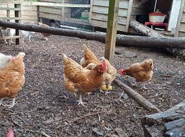 Hens for sale- 2 year old healthy laying brown hens