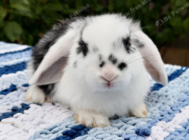 French x Mini lop babies looking for new homes
