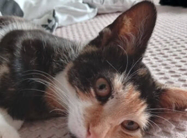 2 year old female cat for rehome