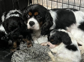 Cavalier King Charles spaniel x Cavapoo puppies