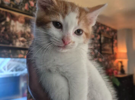 1 beautiful white and ginger male left!