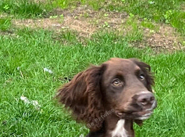 Sprocker spaniel puppy