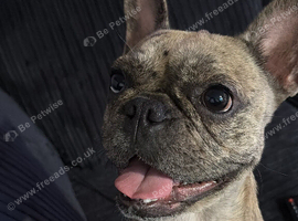 French bulldog