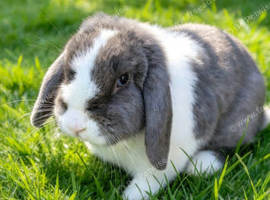 Mini lop adult girl