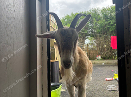 Billy Goat (castrated)