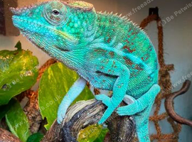 Chameleon Ambanja