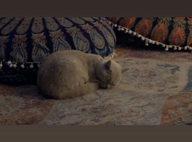 Lilac Britishshorthair cat (FEMALE)