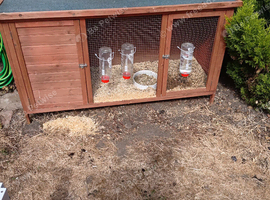 5ft hutch and 2 male guinea pigs
