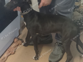 Greyhound Puppy