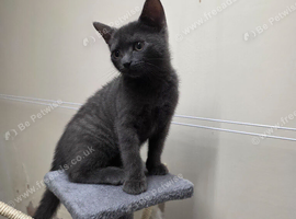 GREY KITTEN