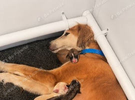 Saluki Greyhound Puppies