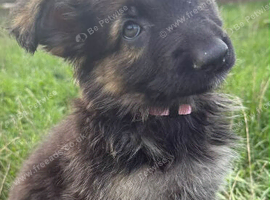 German Shepherd Puppies for sale