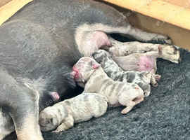 4 French bulldogs