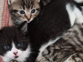 Beautiful kittens