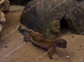 Leopard gecko