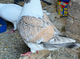 Modena Pigeon