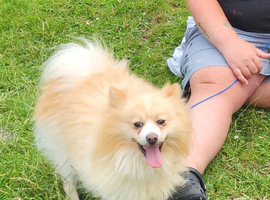 2 pomeranian puppies available