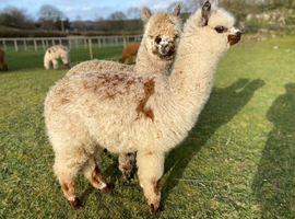 Absolutely gorgeous young alpaca males for sale