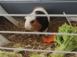Male guinea pig and cage