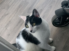 5 year old Cat seeking a new home
