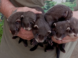 Black ferret kits