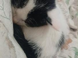 Male kitten available