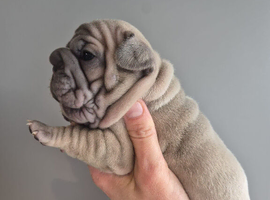 READY NOW French bulldog puppies