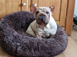 French bulldog