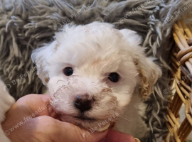 Maltipoo's 1 boy 1 girl left, rare coloured faces
