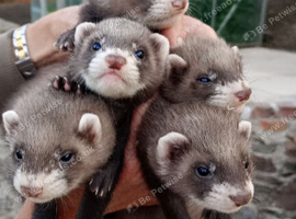 Ferret kits