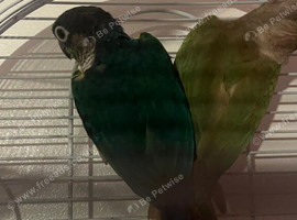 Conure pair for sale