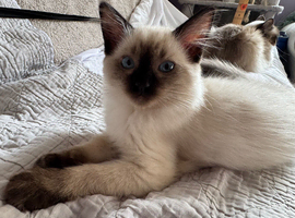 6th Generation* Purebreed Ragdoll Kittens GCCF & TICA