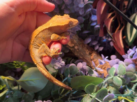 Gorgeous gecko 2 years old had her from a baby