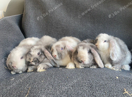 Mini lop litter. Ready 27th June