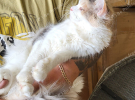 18 month old female maine coon