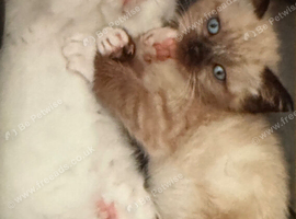 Flame Point And Seal Point Ragdoll Kittens