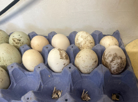 Silkie/Bantam Hatching eggs