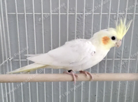 Male Cockatiel