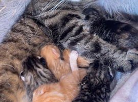 Two beautiful female kittens looking for a forever loving home