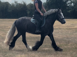 15.1h dapple grey cob gelding alrounder