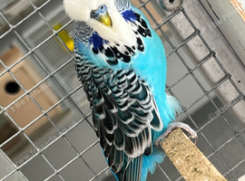 Birds now available