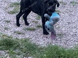 Cane corso