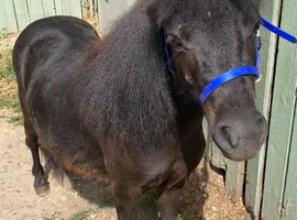 ***Perfect Therapy/Show/Companion Mini Shetland For Sale***